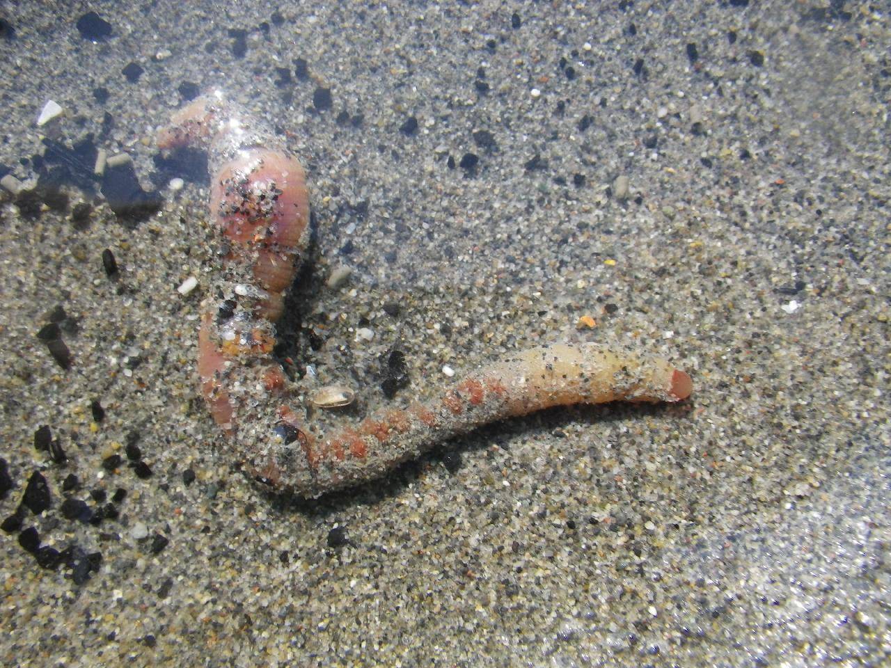 A lugworm (Abarenicola pacifica) lies on sand, partially covered with sand grains. (Courtesy Photo / Aaron Baldwin)