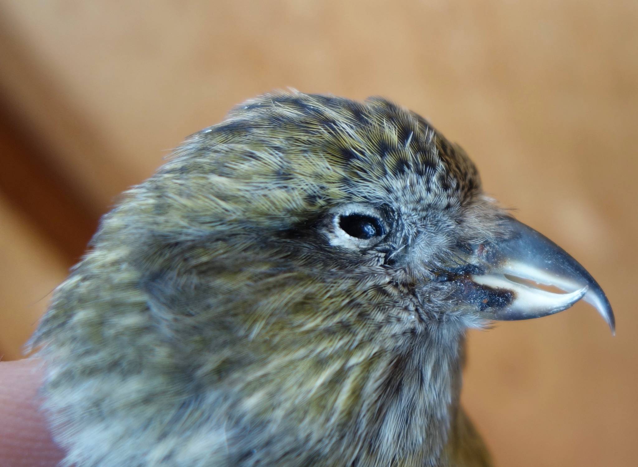 The beak of a female white-winged crossbill. This one died when it flew into a window. (Courtesy Photo / Ned Rozell)