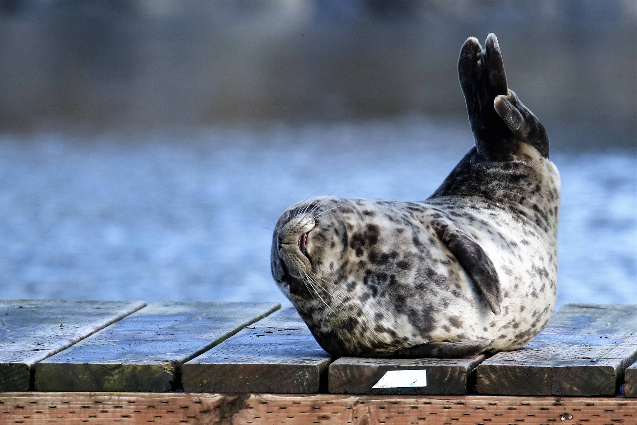 A seal enjoys a day that put the sun in Sunday on March 28. (Courtesy Photo / Linda Shaw)