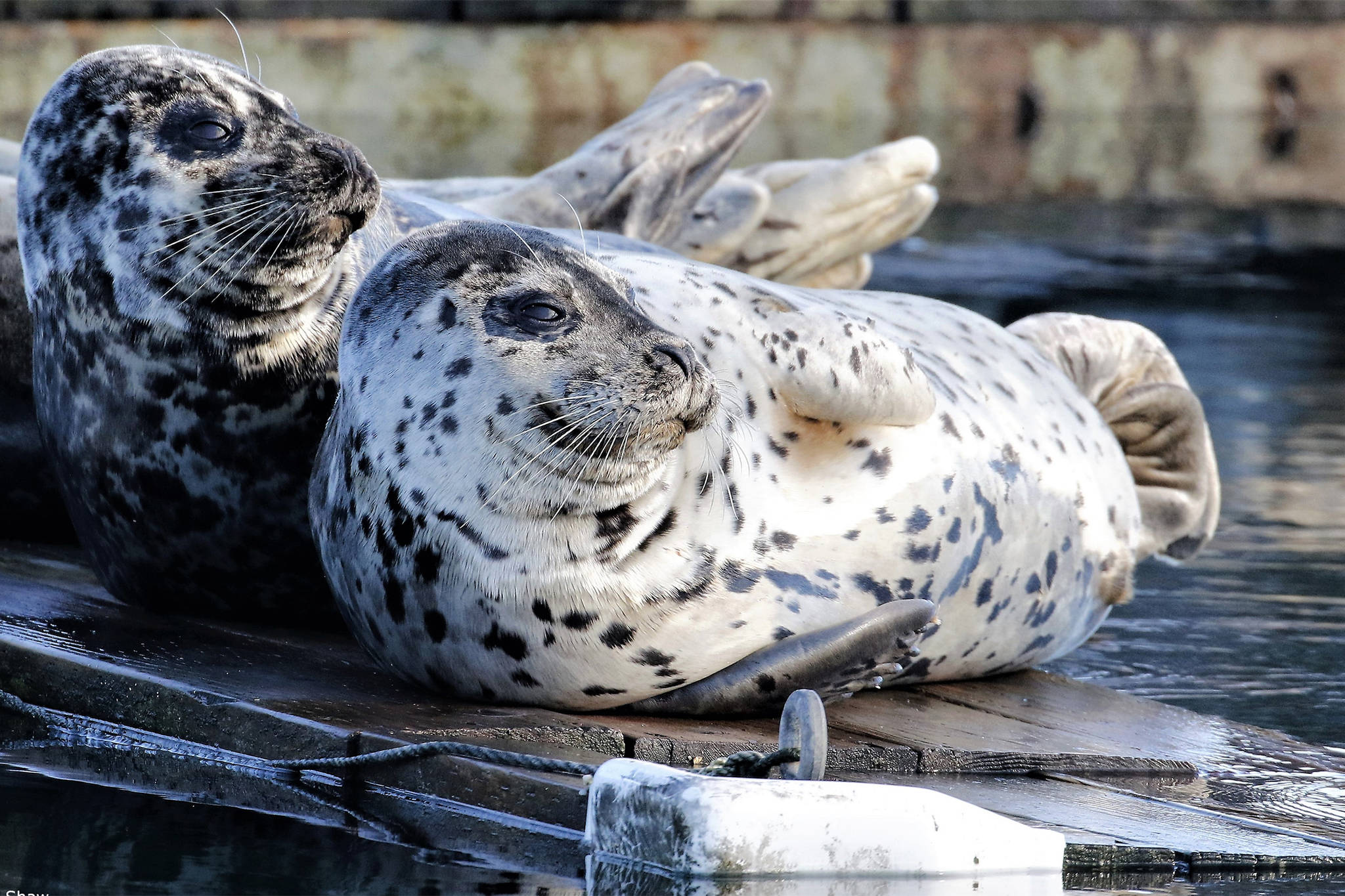 Seals enjoying the sun on Sunday, March 28. (Courtesy Photo / Linda Shaw)