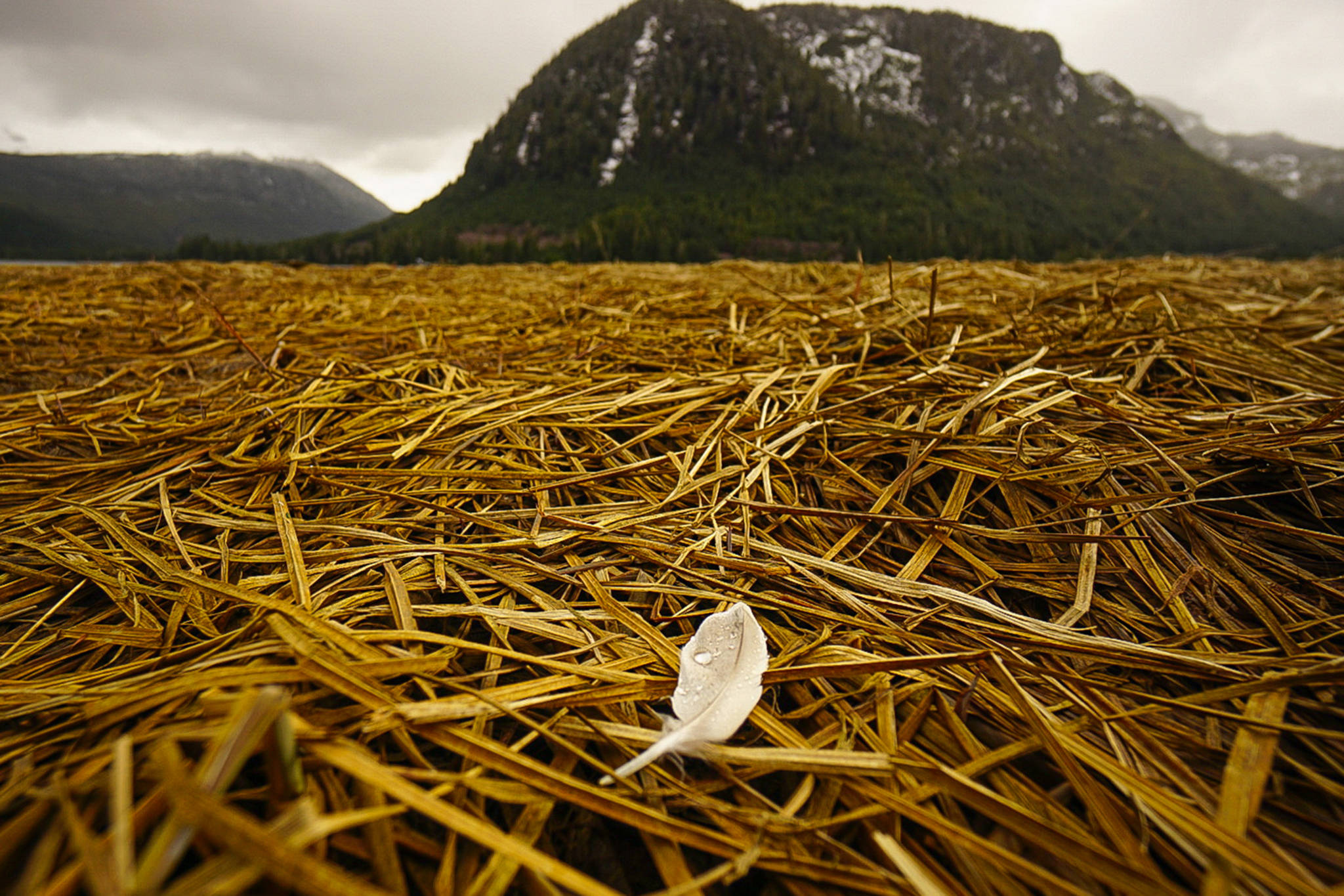 A lone feather rests upon dead grass with the Klawock Range in the background near Klawock on April 11. (Courtesy Photo / Marti Crutcher)