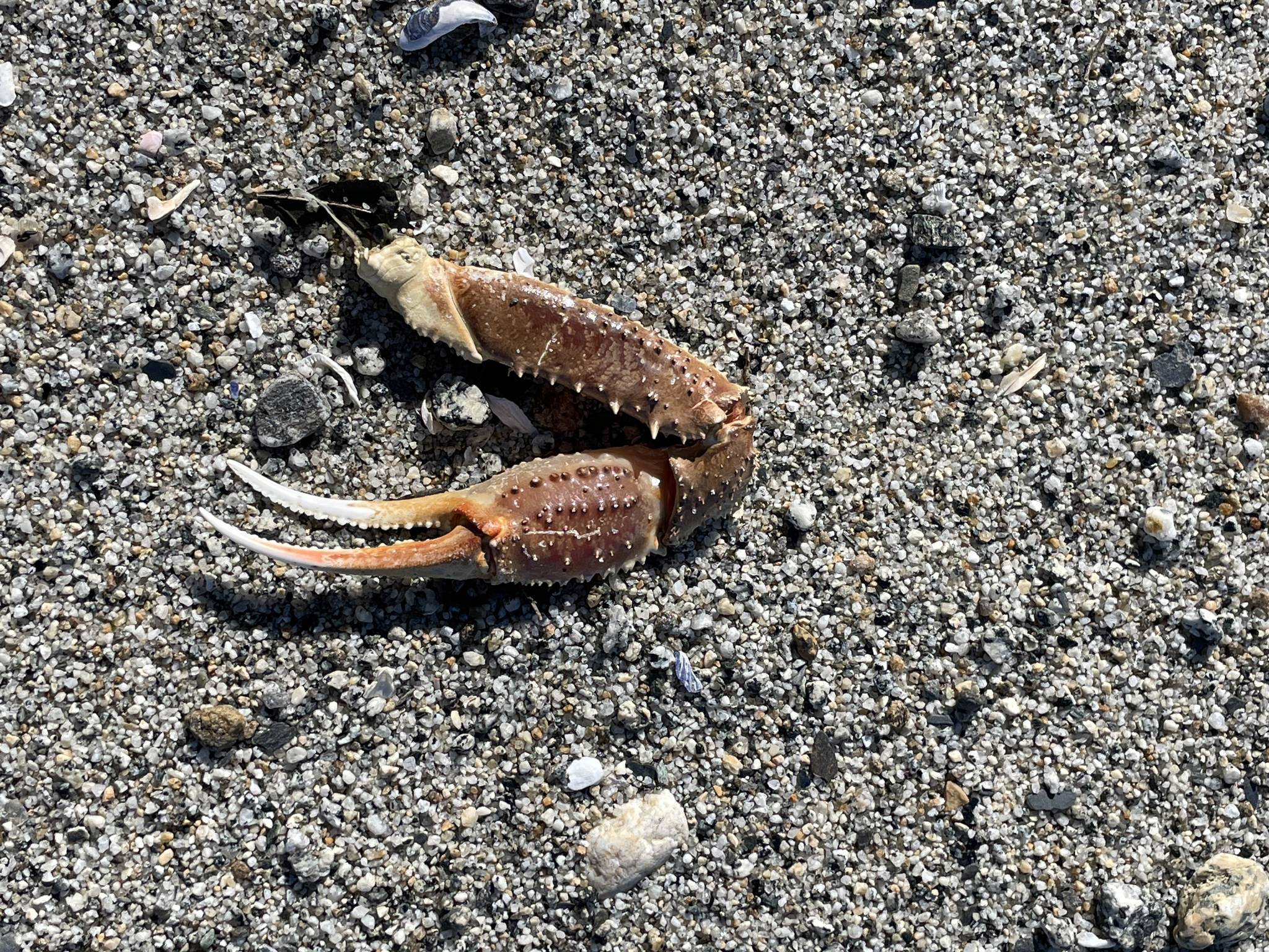 “Was this crab, or unlucky?” asks Deana Barajas. “I didn’t see the rest of its body nearby, so it’s possible it got away.” The photo was taken April 17 at Boy Scout Beach. (Courtesy Photo / Deana Barajas)