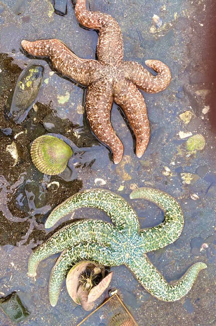 Sea stars and clams share a spot on a north Douglas beach at low tide on March 31. (Courtesy Photo / Denise Carroll)