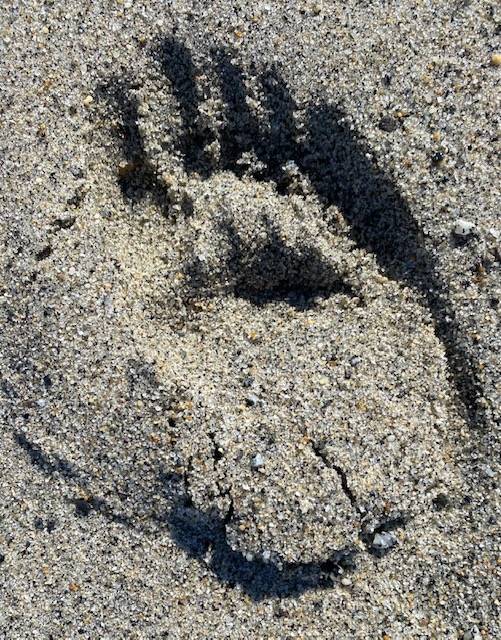 A small bear track marks the ground at Boy Scout Beach on April 17. Maybe an orphaned black bear cub seen in the area over winter is still alive, writes Denise Carroll. (Courtesy Photo / Denise Carroll)