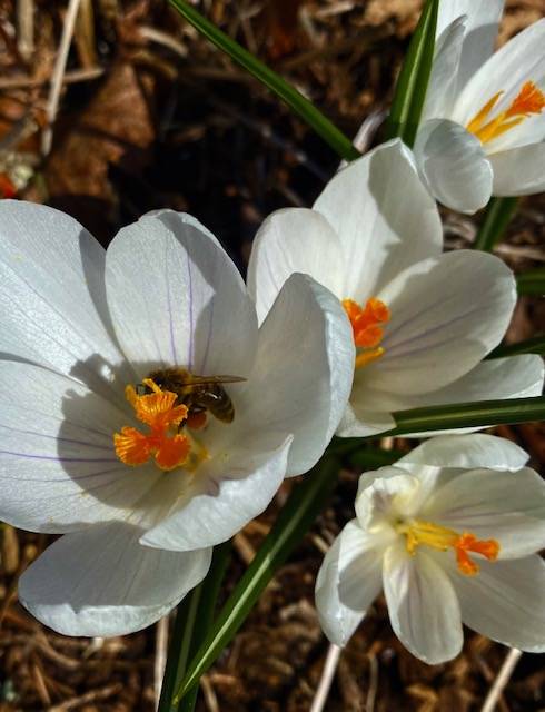 A bee visits a flowering crocus in a downtown garden on April 15. (Courtesy Photo / Denise Carroll)