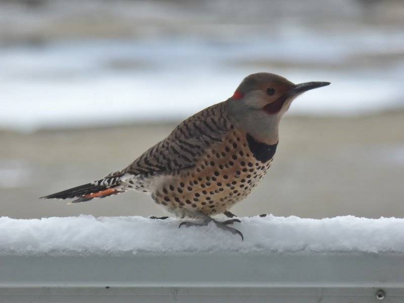 This photo shows a northern flicker in March. (Courtesy Photo / Jim Hauck)