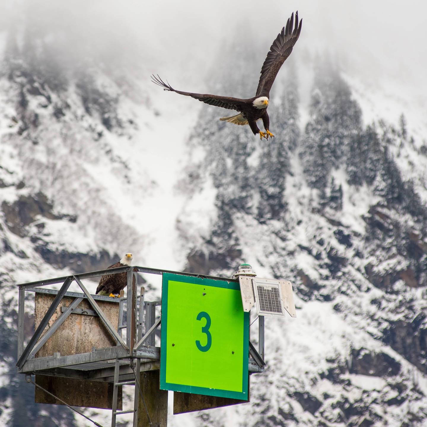 An eagle takes off from a Gastineau Channel marker on April 3. (Courtesy Photo /Logan Rahn, @roamingalaska)
