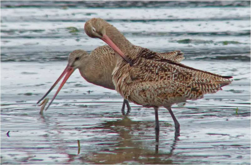 A marbled godwit has winkled a lugworm out of its burrow in the sediments. (Courtesy Photo / Bob Armstrong)