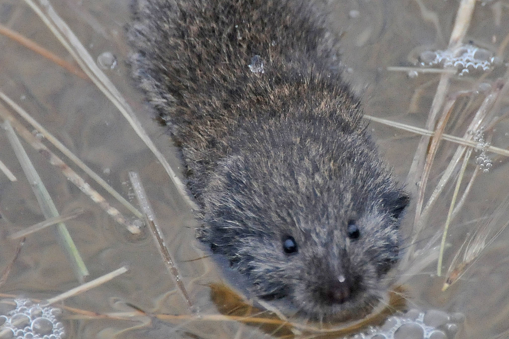 Voles have short ears and small eyes, and shorter tails than mice do. This vole was caught by an incoming high tide and had to swim for safety. (Courtesy Photo / Bob Armstrong)