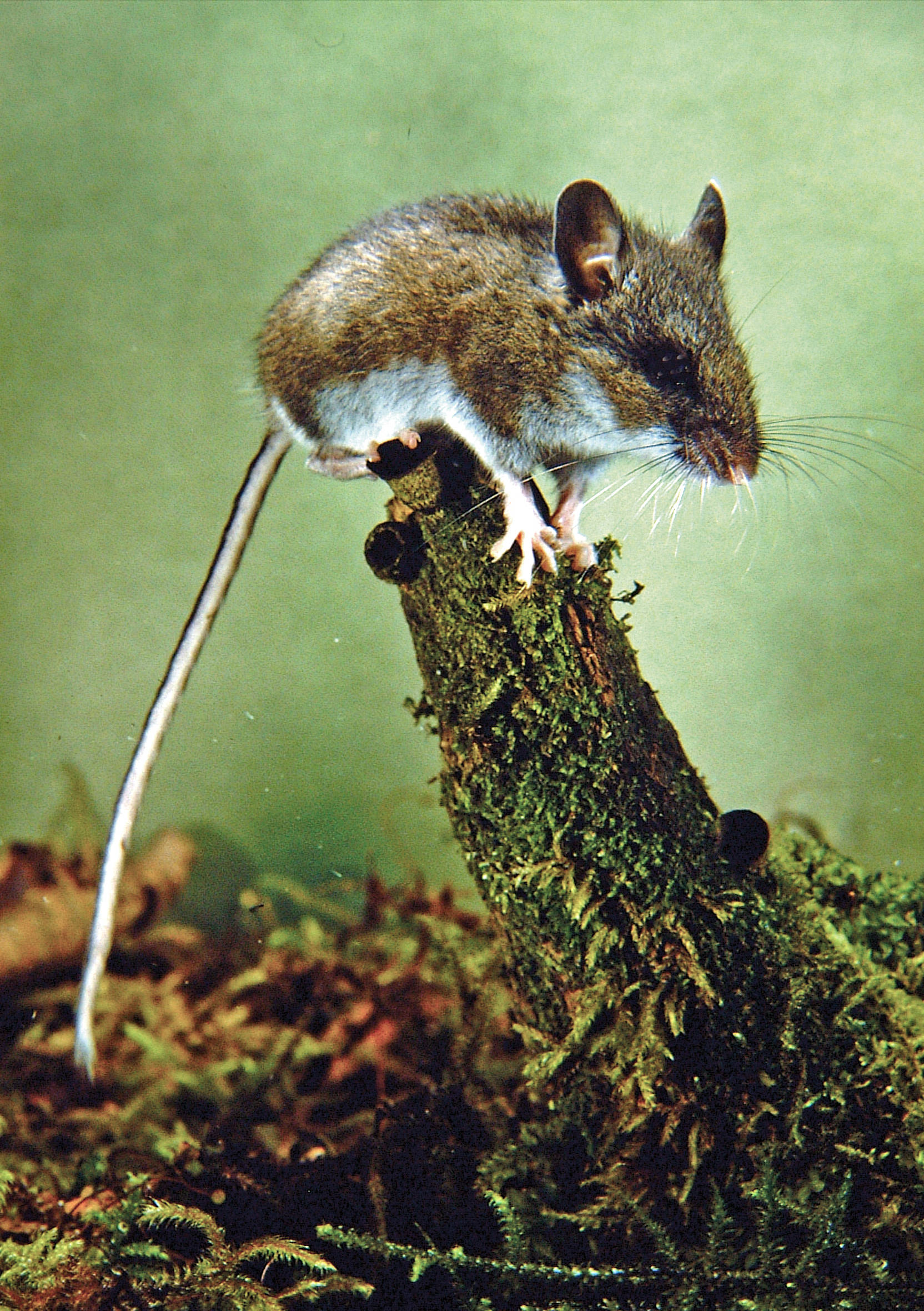 A deer mouse, with big ears and big eyes, has a long tail for balance when jumping on its long hind legs. (Courtesy Photo / Bob Armstrong)