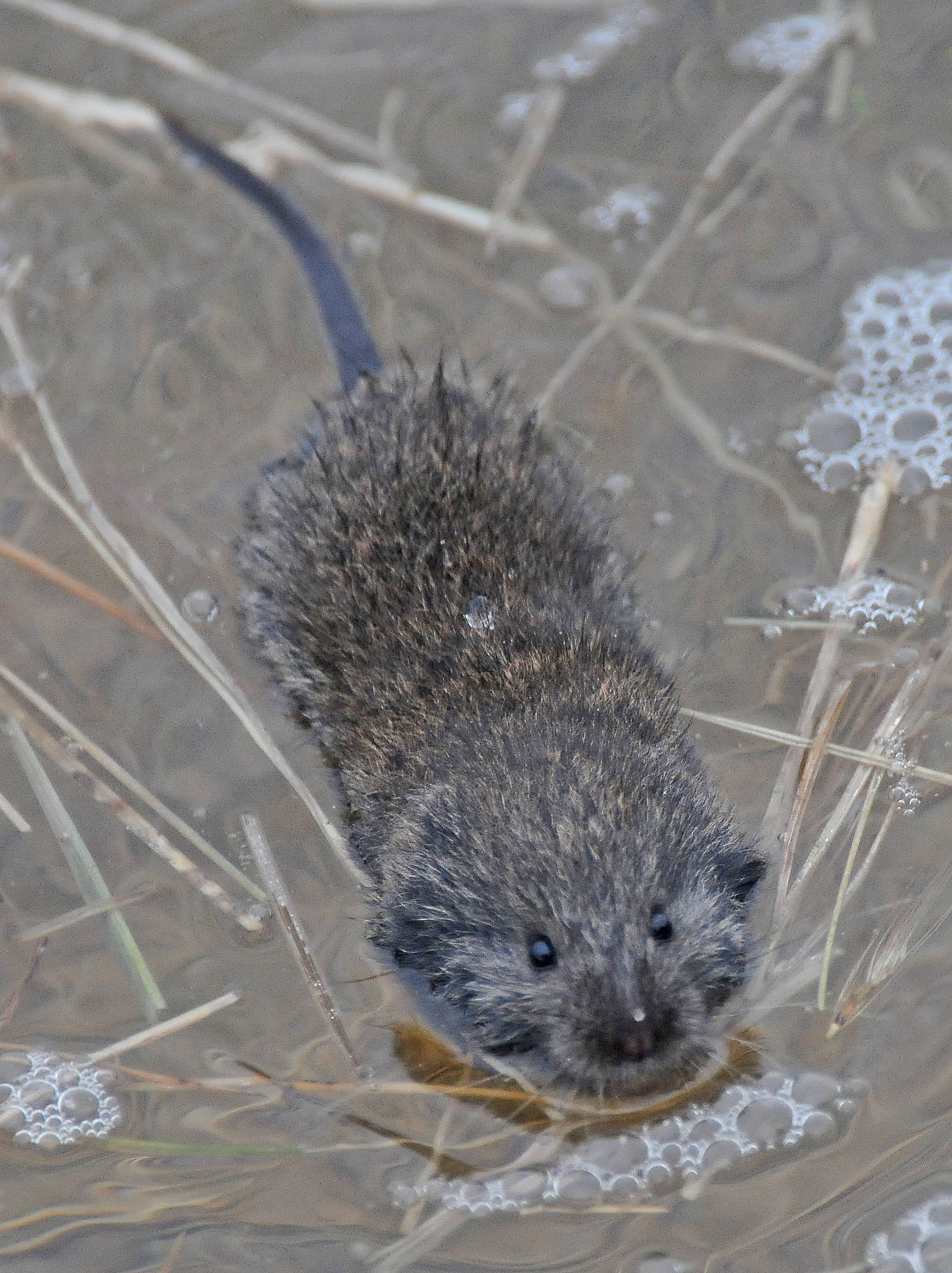 Voles have short ears and small eyes, and shorter tails than mice do. This vole was caught by an incoming high tide and had to swim for safety. (Courtesy Photo / Bob Armstrong)