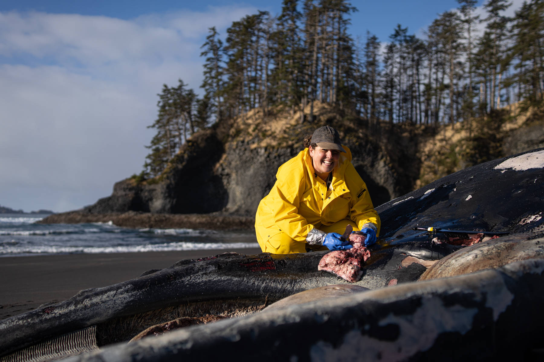 Stacey Golden, Sitka School District science teacher, assists with a recent whale necropsy near Sitka. (Courtesy Photo / Bethany Sonsini Goodrich and Lione Clare, operating under NOAA Stranding Agreement MMHSRP #18786-04)