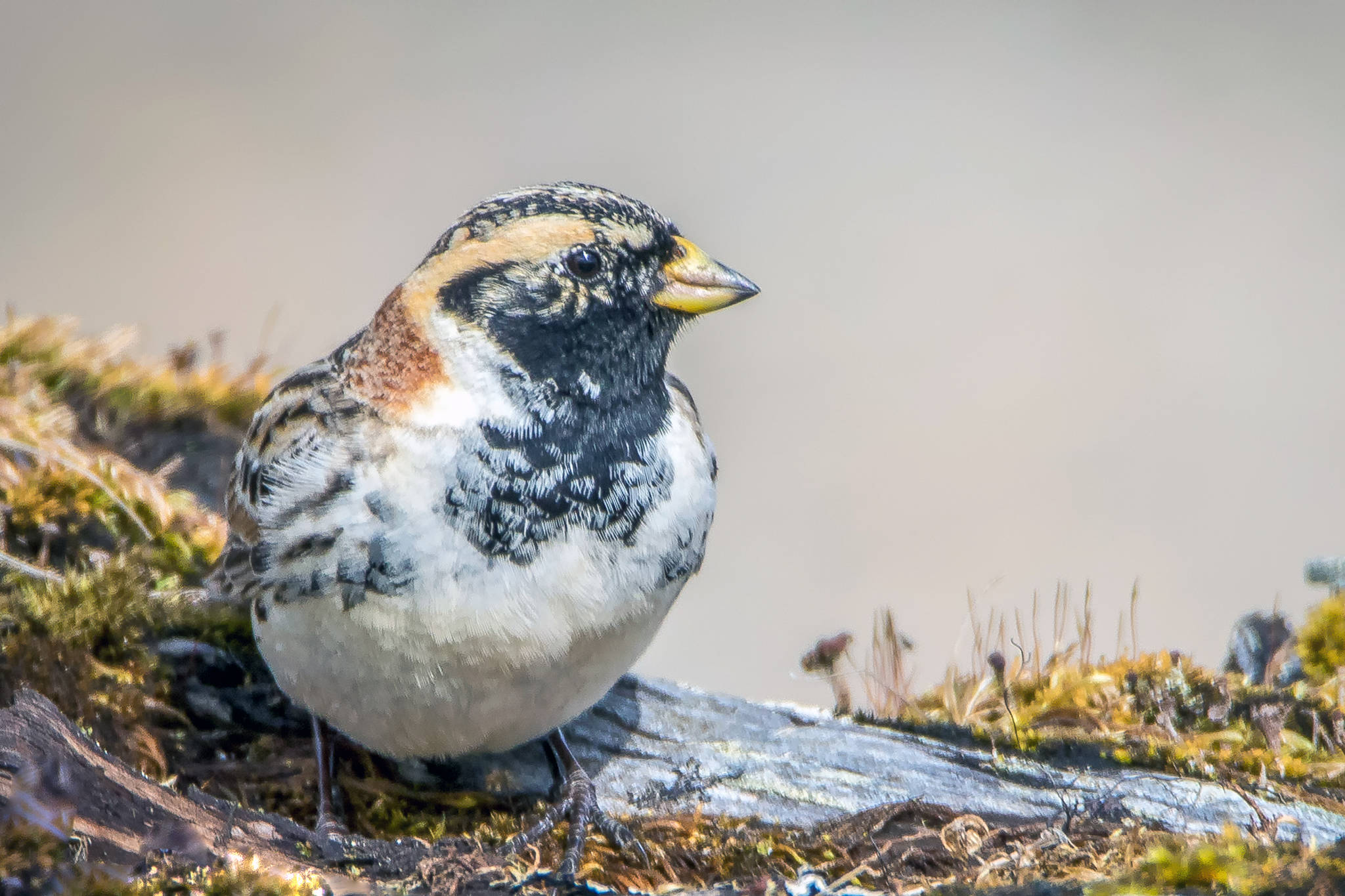 A male longspur on northward migration shows his partially-developed black bib; the white edges on the bib feathers will wear off, leaving a fully black bib for the nesting time. (Courtesy Photo / Kerry Howard)