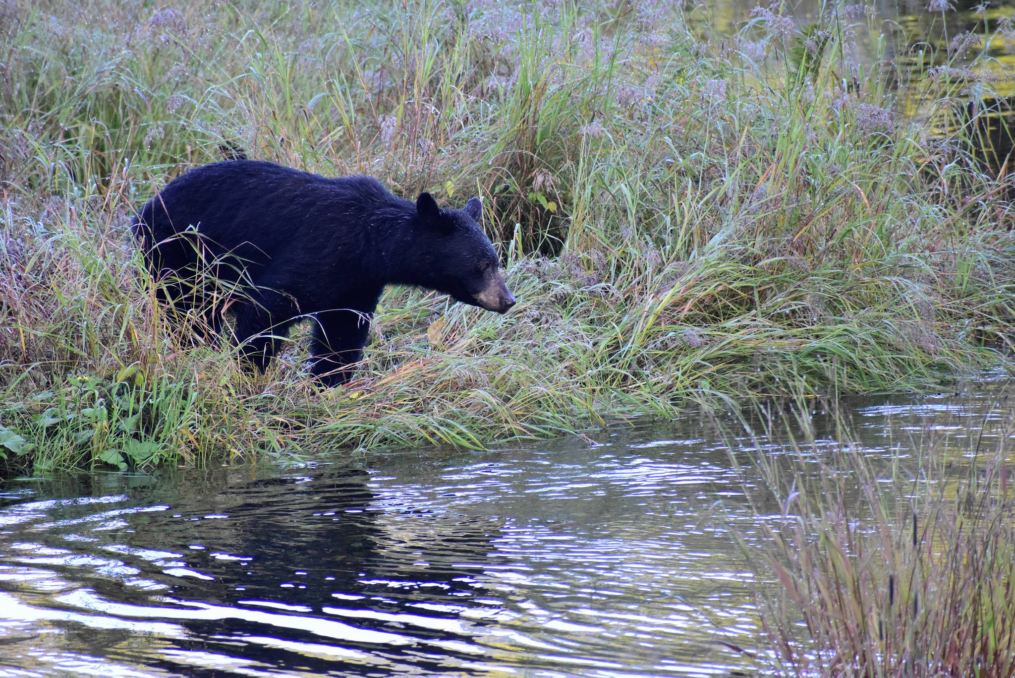 Peter Segall / Juneau Empire 
Bears, like this one looking for fish in a stream along the Steep Creek Trail at the Mendenhall Glacier Visitor Center on Aug. 22, 2020, have been sleeping through the winter but they’re waking up and experts want residents to be prepared.