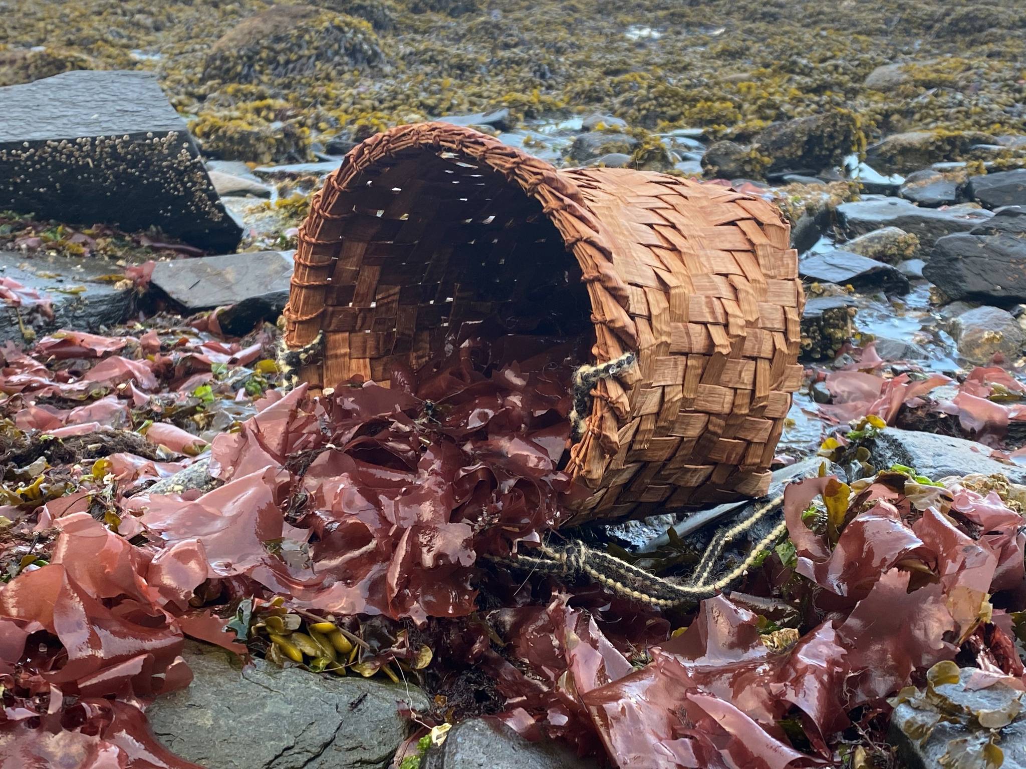 photos by Vivian Faith Prescott / For the Capital City Weekly 
A red cedar basket fills with red seaweed in Wrangell.
A red cedar basket fills with red seaweed in Wrangell. (Vivian Faith Prescott / For the Capital City Weekly)