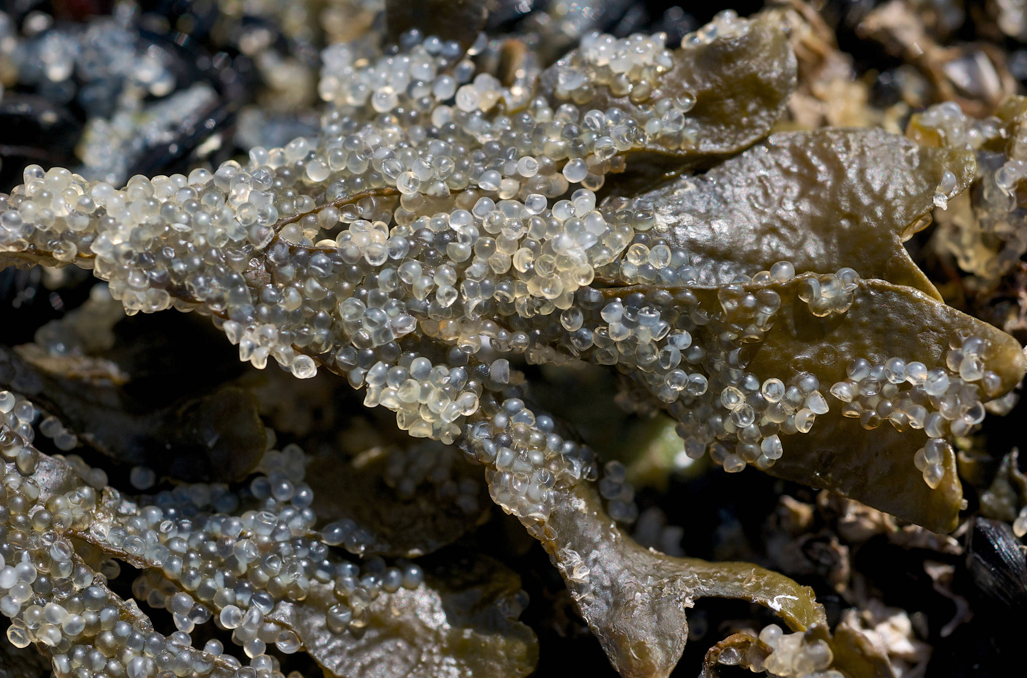 Herring eggs coat seaweed after a spawn this May in front of the Blue Mussel Cabin in Berners Bay. (Michael Penn / Juneau Empire File)