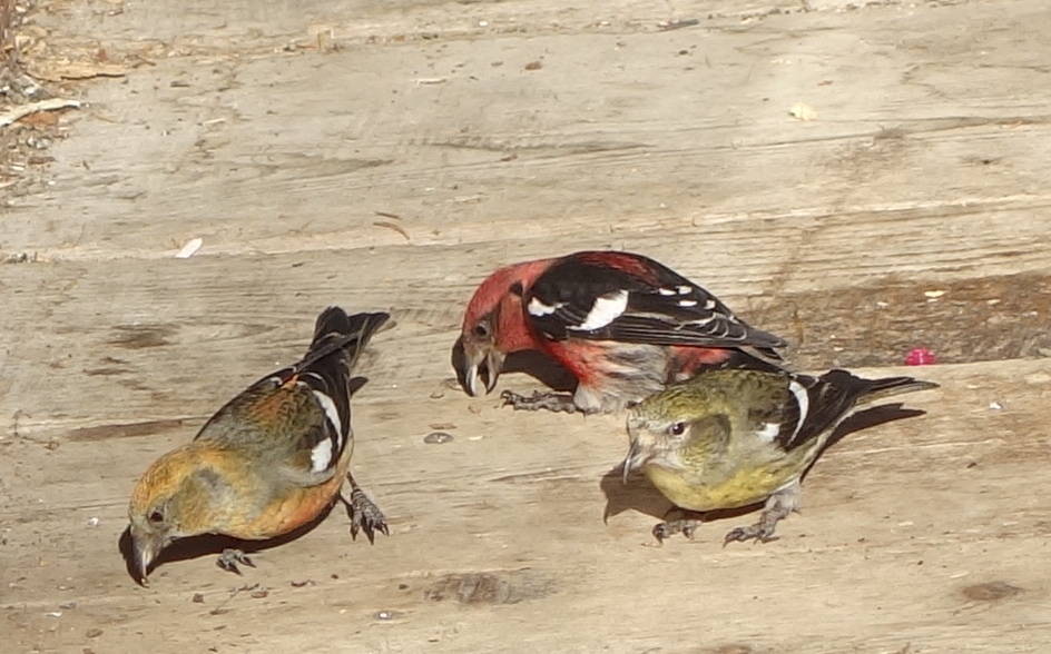 Courtesy Photo / Ned Rozell 
White-winged crossbills probe cracks in a cabin porch.