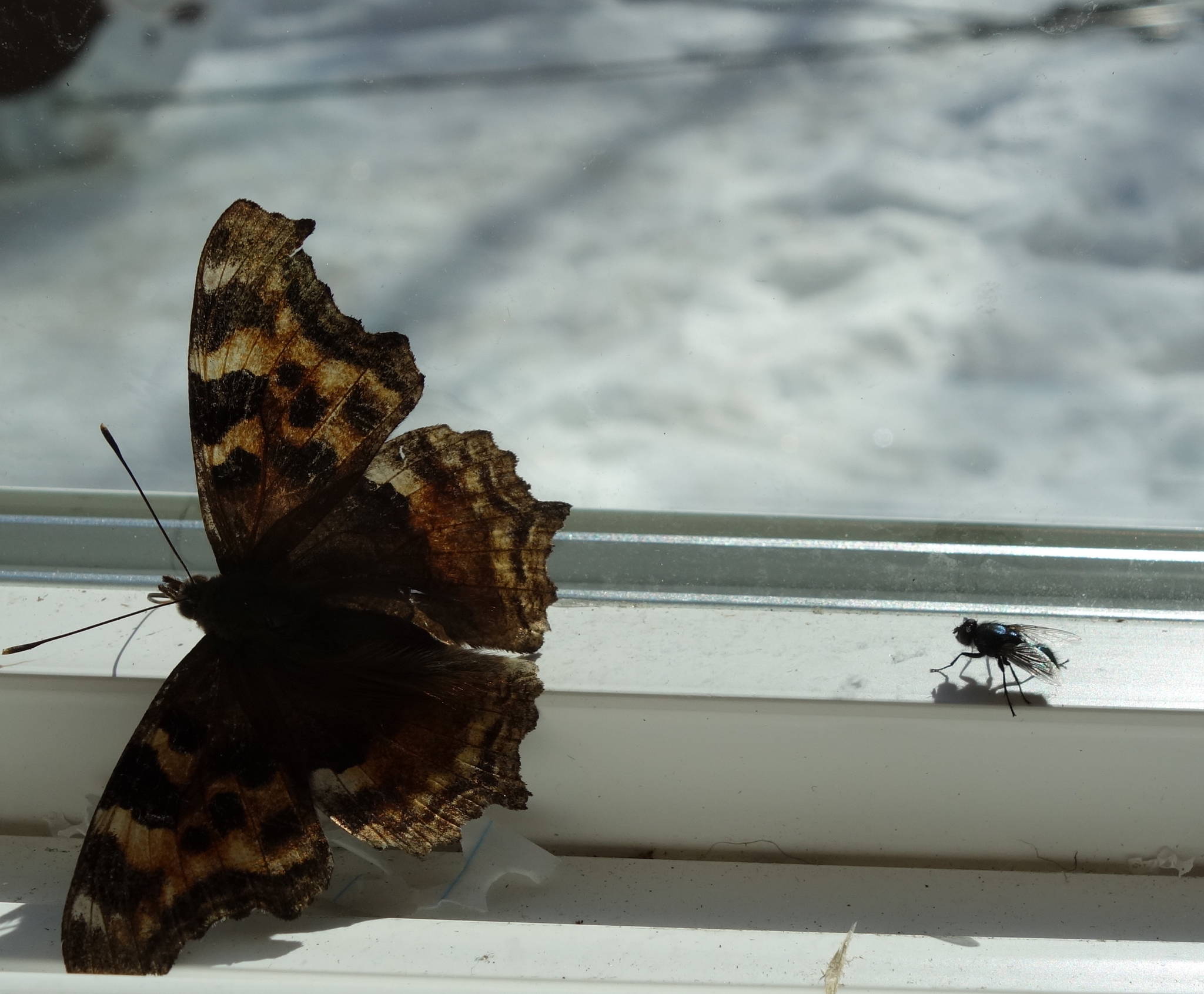 Courtesy Photo / Ned Rozell 
A Compton tortoiseshell butterfly and a housefly just released from dormancy by warm spring air.