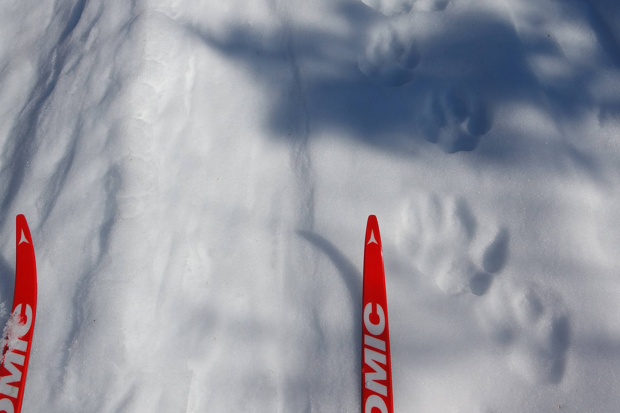 Wolf tracks on a winter trail not far from Fairbanks. (Courtesy Photo / Ned Rozell)