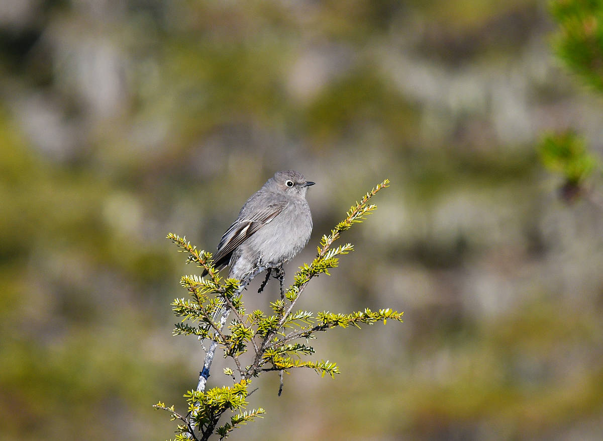A Townsend’s solitaire perches while it waits for a passing insect; its long tail is concealed by the branches. (Courtesy Photo / Mark Schwann)
