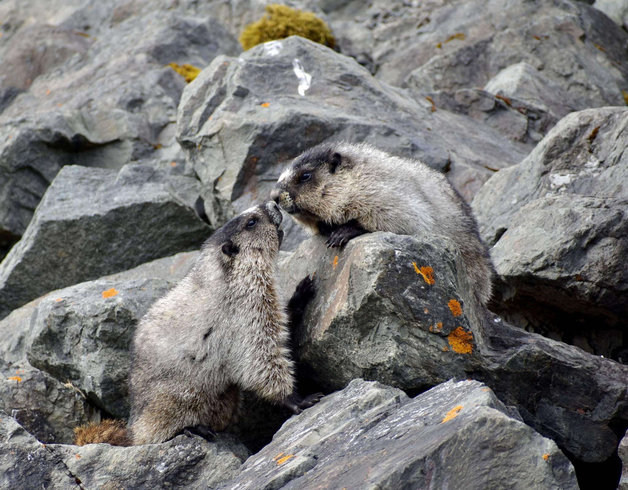 “Love is in the air” Marmot being affectionate to each other near the Shrine of St. Therese on May 1, 2021. (Courtesy Photo / Virginia Kelly)