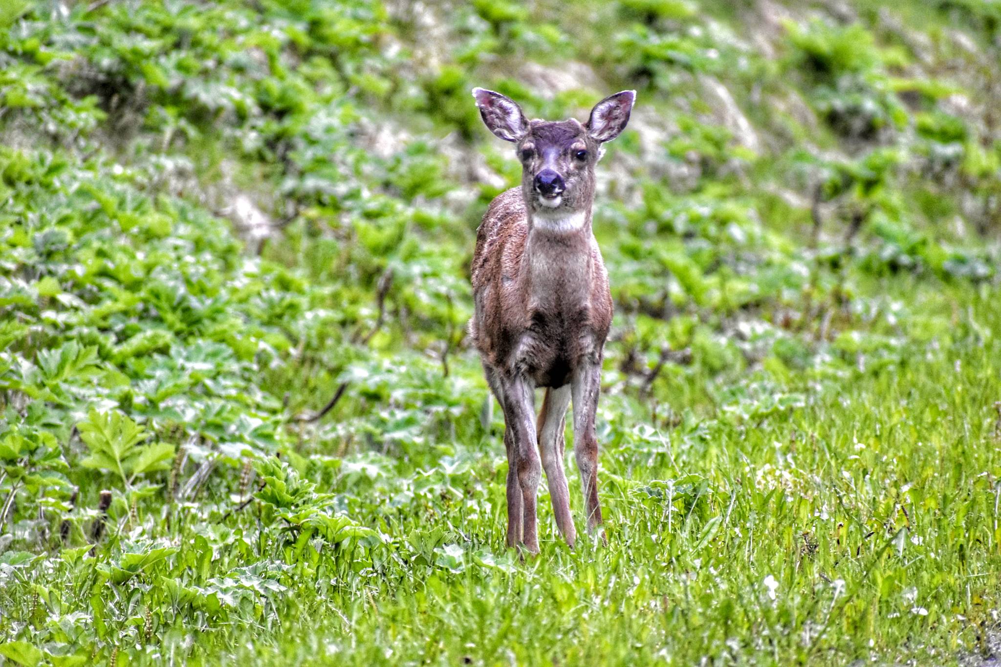 A deer poses for a picture near Breadline Bluff Trail on May 19, 2021. (Courtesy Photo / Virginia Kelly)