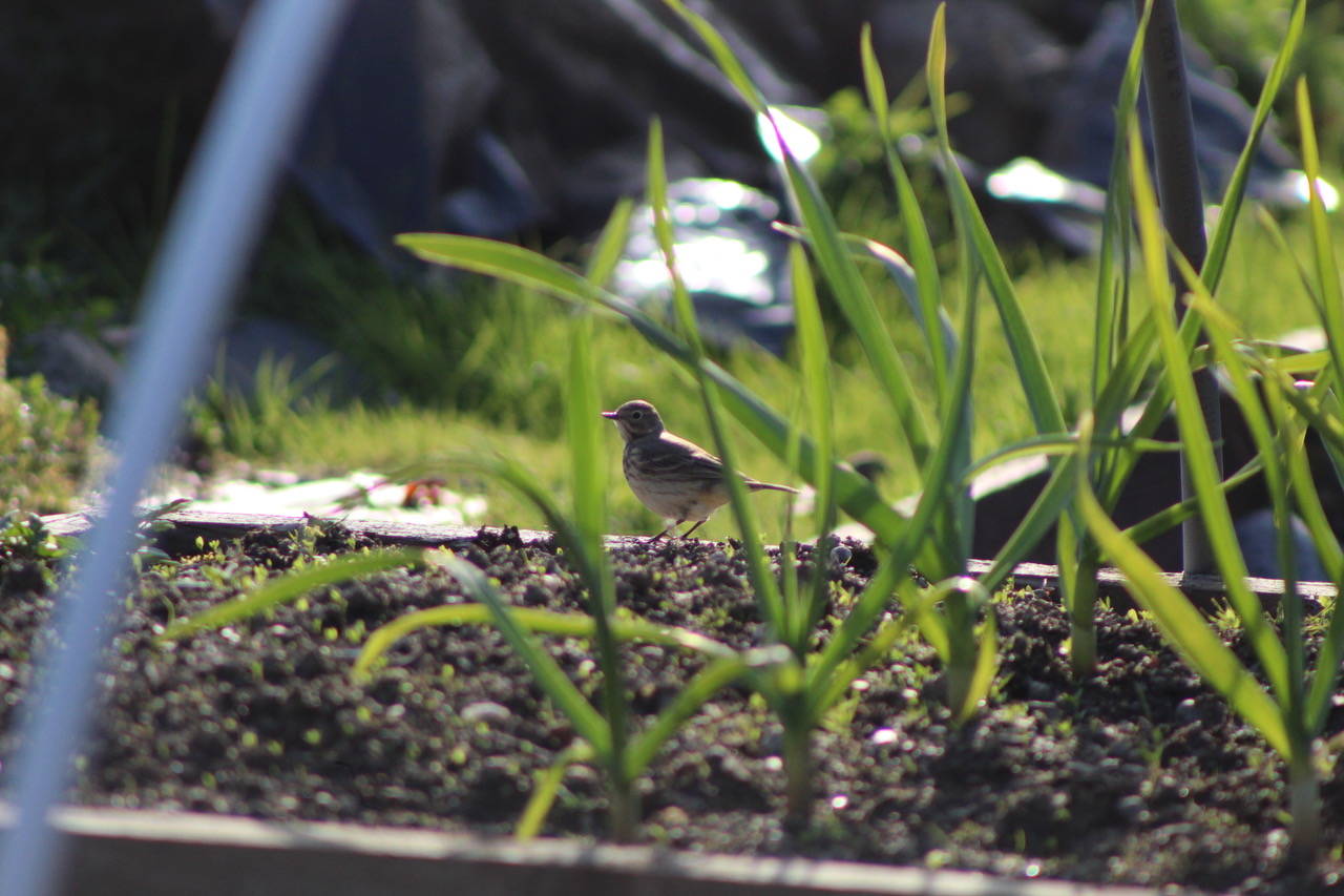 This photo shows an American Pipit in the Juneau Community Garden on May 19, 2021. (Courtesy Photo / Carolyn Kelley)