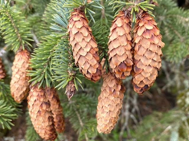 A grouping of spruce cones near Middle Creek on Douglas Island on May 1. (Courtesy Photo / Denise Carroll)