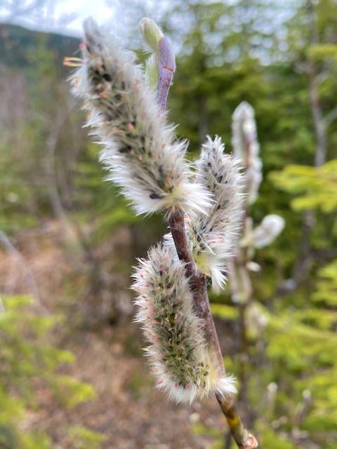 Called pussy willows when their furry catkins are young in early spring as seen on Nugget Falls trail on May 2. (Courtesy Photo / Denise Carroll)
Called pussy willows when their furry catkins are young in early spring as seen on Nugget Falls trail on May 2. (Courtesy Photo / Denise Carroll)