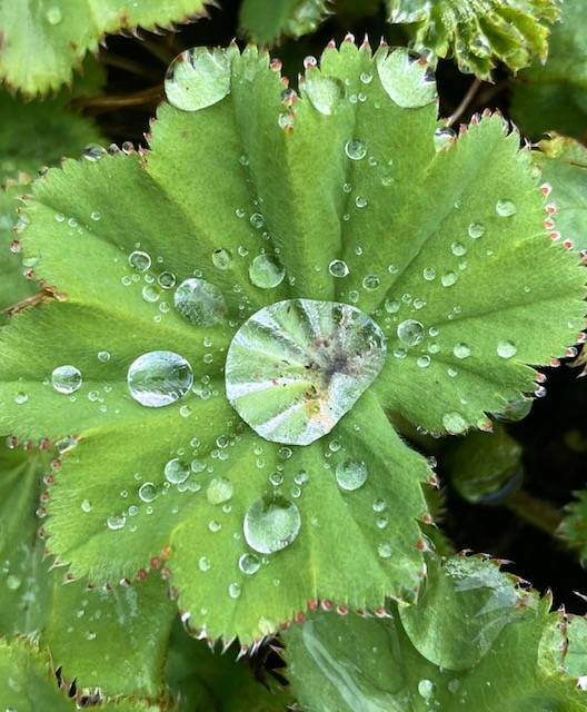 A Lady’s Mantle leaf catches raindrops in a Glacier Avenue garden on May 13, 2021. (Courtesy Photo / Denise Carroll)
