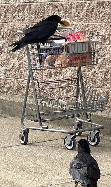 Ravens like to shop at Fred Meyer as seen on May 12, 2021. (Courtesy Photo / Denise Carroll)