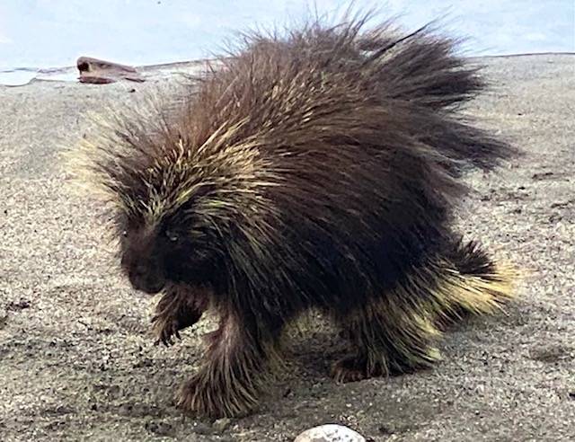 Running along the bank of Mendenhall Lake, this little guy was moving on May 16, 2021. (Courtesy Photo / Denise Carroll)