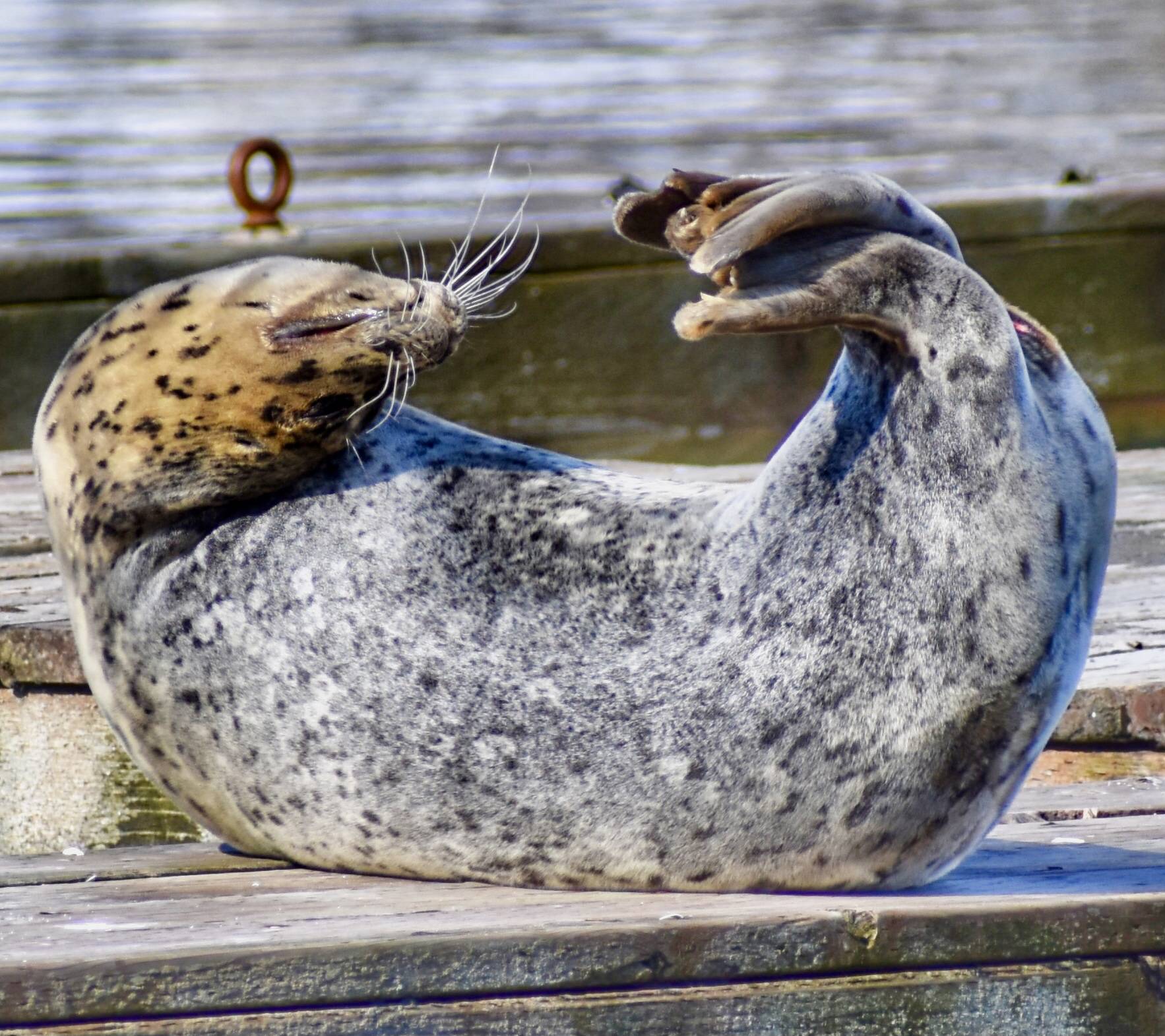 A seal contorts into a yoga-like pose. (Courtesy Photo / Virginia Kelly)