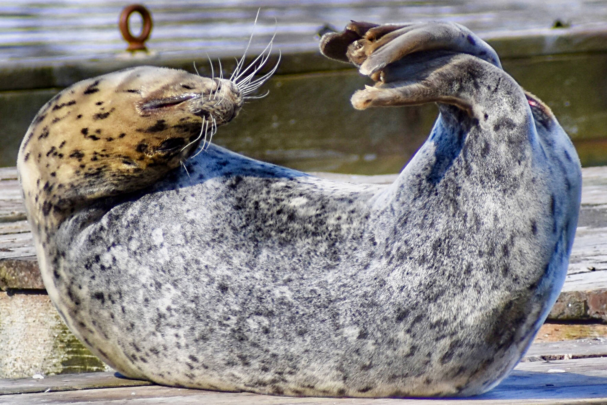 A seal contorts into a yoga-like pose. (Courtesy Photo / Virginia Kelly)