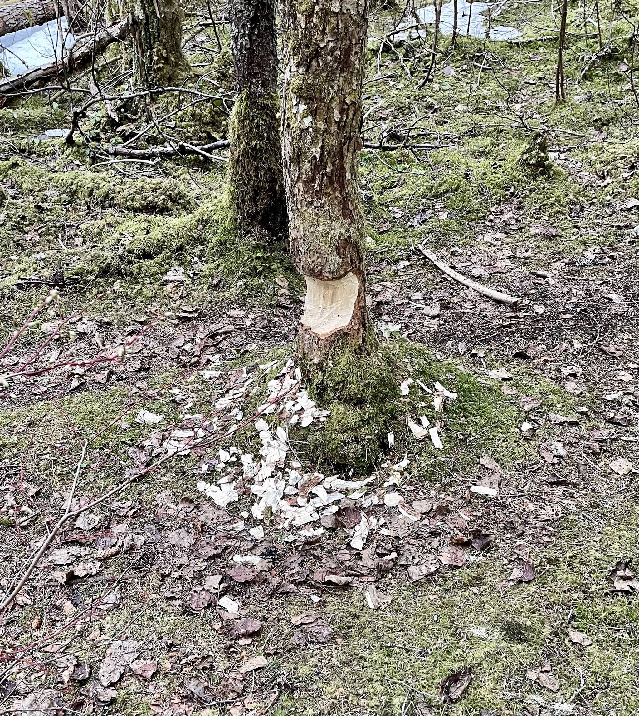 A beaver has been at work on Dredge Lake trail as evidenced by this April 26 photo. (Courtesy Photo / Scott Novak)