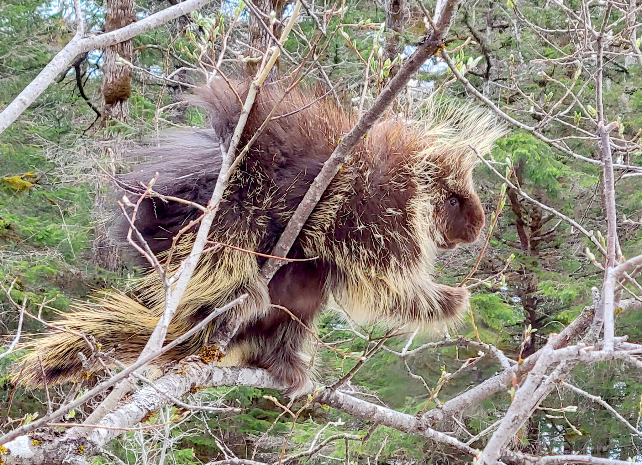 A porcupine dines along Perseverance Trail on May 2. “Porcupine: What’s up? Just hanging out, having a few buds,” writes Randy Burton. (Courtesy Photo / Randy Burton)