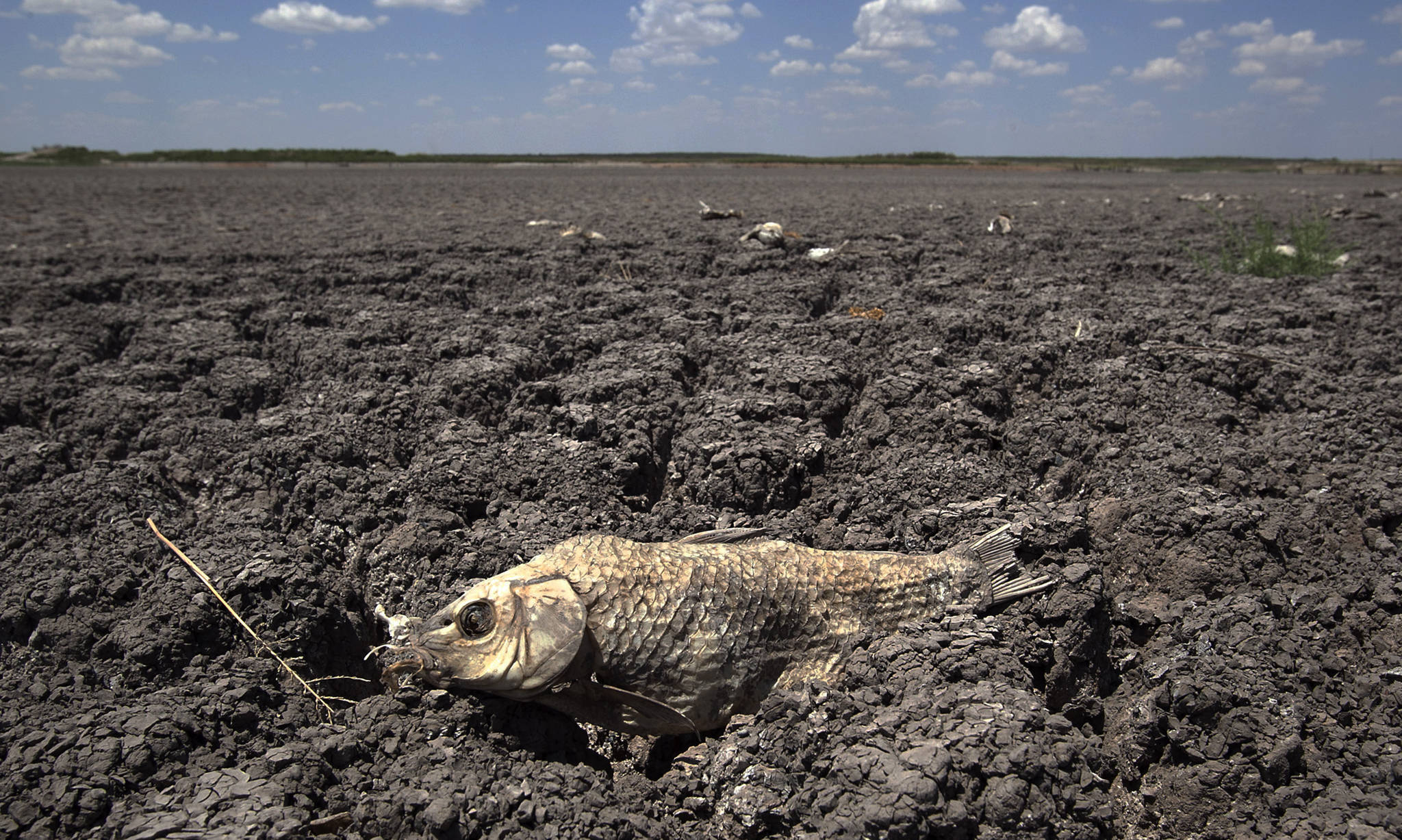 FILE - In this Wednesday, Aug. 3, 2011 file photo, the remains of a carp are seen on the dry lake bed of O.C. Fisher Lake in San Angelo, Texas. According to data released by the National Oceanic and Atmospheric Administration on Tuesday, May 4, 2021, the new United States normal is not just hotter, but wetter in the eastern and central parts of the nation and considerably drier in the West than just a decade earlier. (AP Photo / Tony Gutierrez)