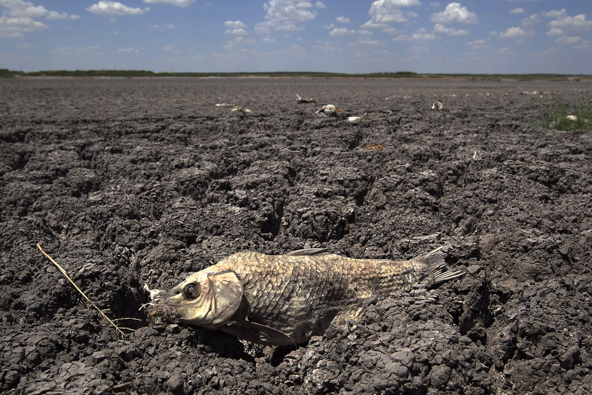 FILE - In this Wednesday, Aug. 3, 2011 file photo, the remains of a carp are seen on the dry lake bed of O.C. Fisher Lake in San Angelo, Texas. According to data released by the National Oceanic and Atmospheric Administration on Tuesday, May 4, 2021, the new United States normal is not just hotter, but wetter in the eastern and central parts of the nation and considerably drier in the West than just a decade earlier. (AP Photo / Tony Gutierrez)