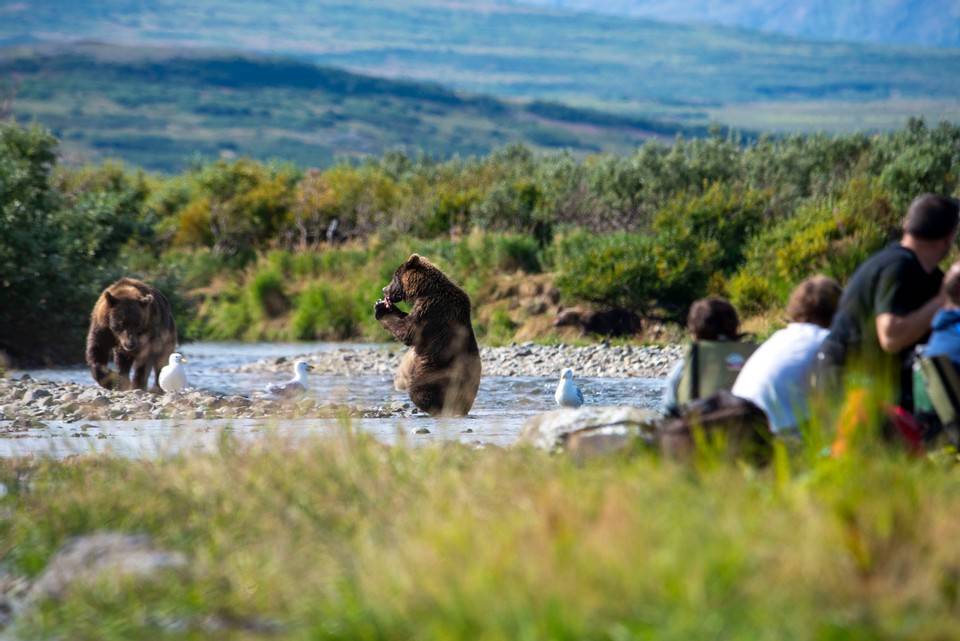 Good action spotted on a Grizzly Safaris trip. (Courtesy Photo / Grizzly Safaris)