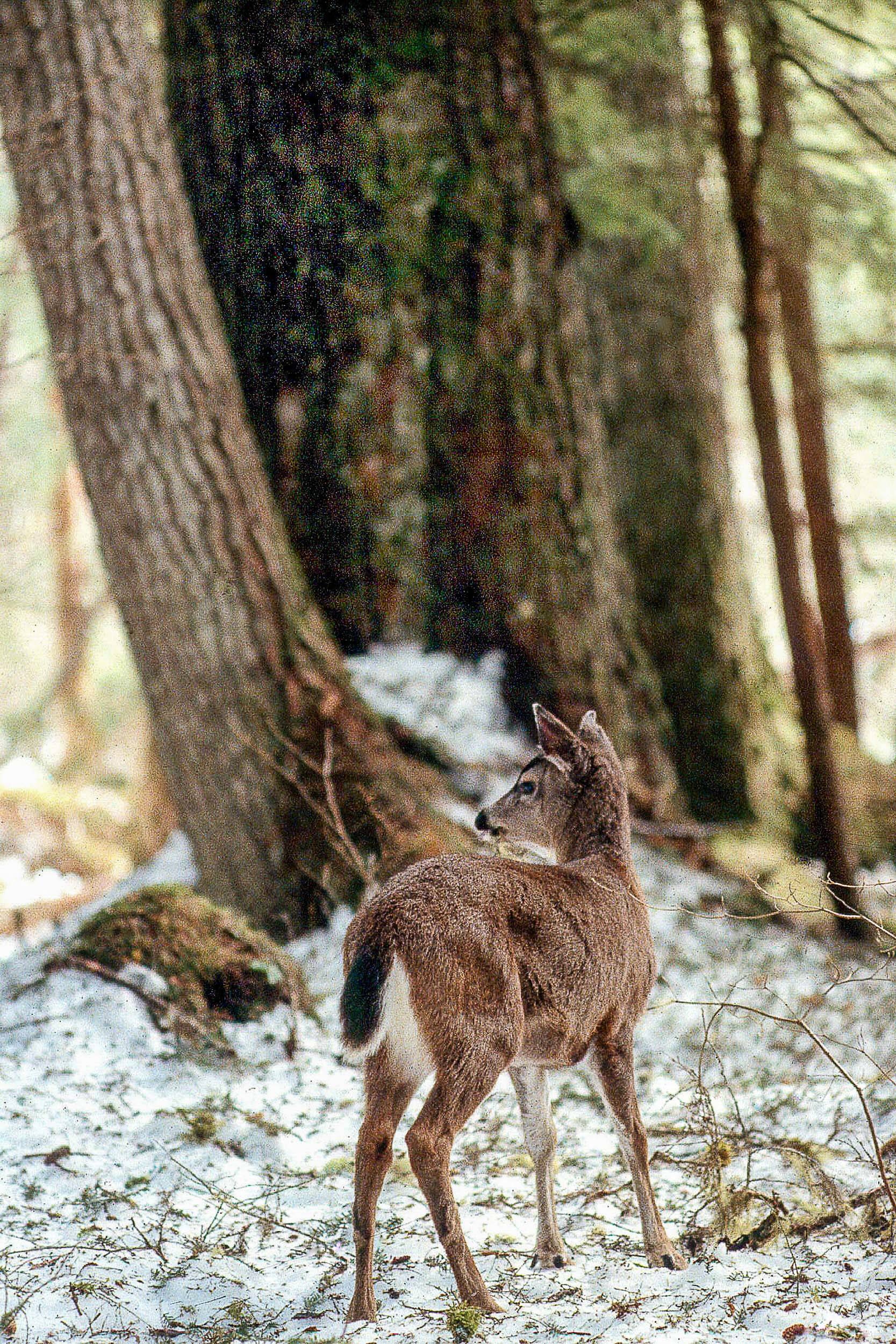 Courtesy Photo / John Schoen 
A Sitka black-tailed doe in a mid-to high-volume (large-tree) old growth stand on Douglas Island during a deep-snow winter. The tall forest canopy and big limb structure of the large trees intercept a significant amount of snow. Deer can travel easily through these stands and food is comparatively much more available than in the deep-snow conditions that occur in clear-cuts and muskegs as well as in small-tree old-growth stands.