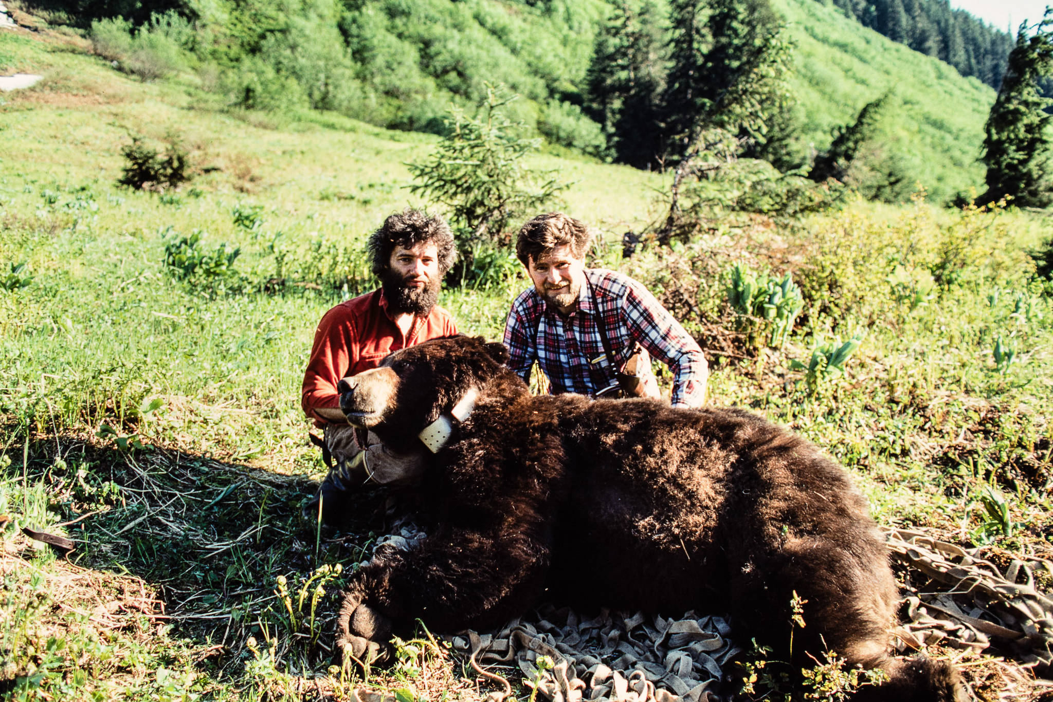 Courtesy Photo / John Schoen 
LaVern Beier, left, and John Schoen, right, with a captured and radio-collared brown bear on a subalpine ridge on northern Admiralty Island above Greens Creek. This 547-pound, 11-year-old adult male bear (No. 46) was captured in June 1986.