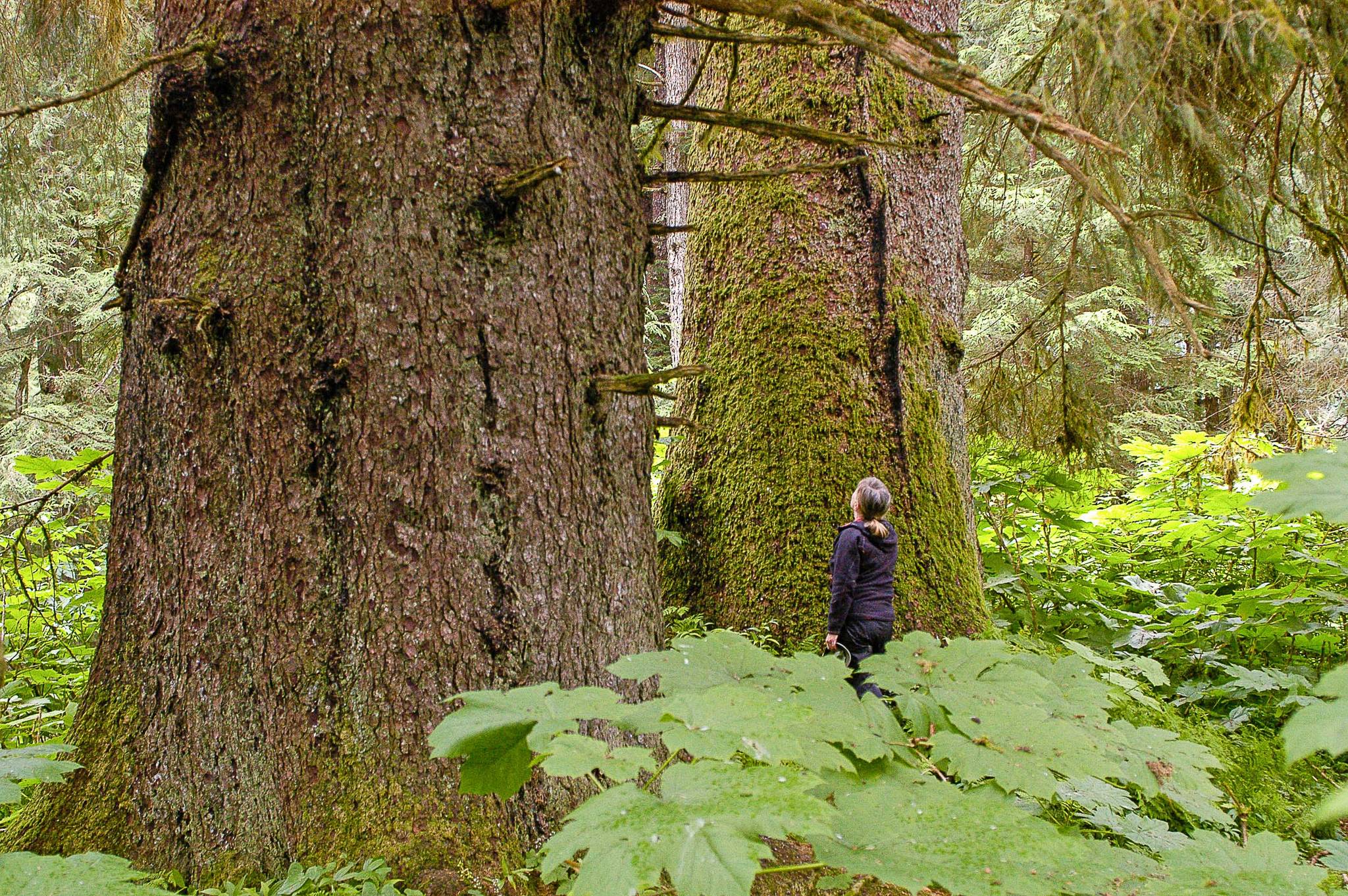 Courtesy Photo / John Schoen 
Mary Beth Schoen admires a large-tree old-growth stand in Saook Bay on northeastern Baranof Island. Some individual trees were over six feet in diameter and many centuries old. This riparian area was adjacent to a salmon stream and was full of bear trails. Large-tree old growth stands are rare on the Tongass.
