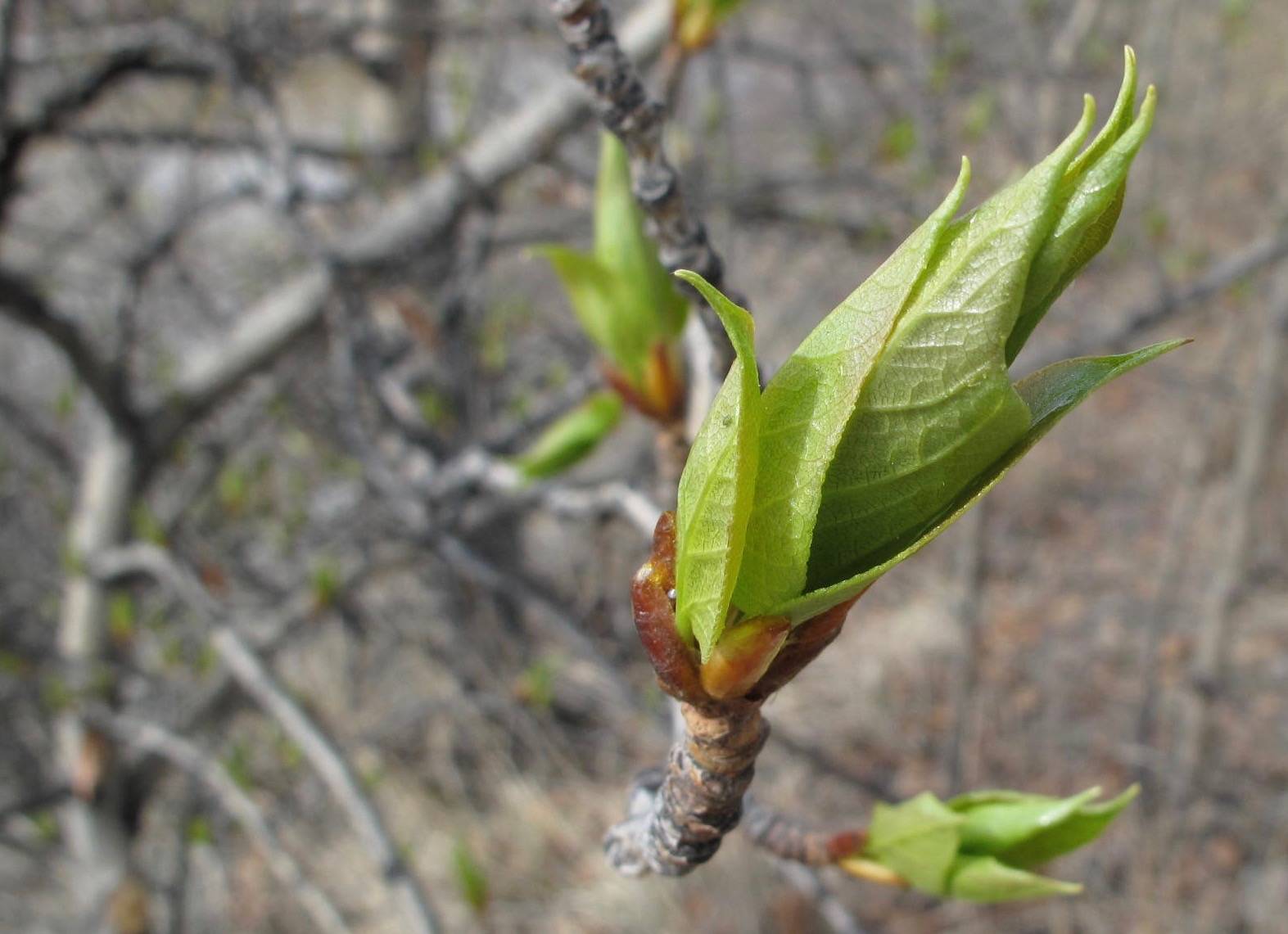 In Ferry, Alaska, a balsam poplar leaf emerges from a bud in May. (Courtesy Photo / Ned Rozell)
