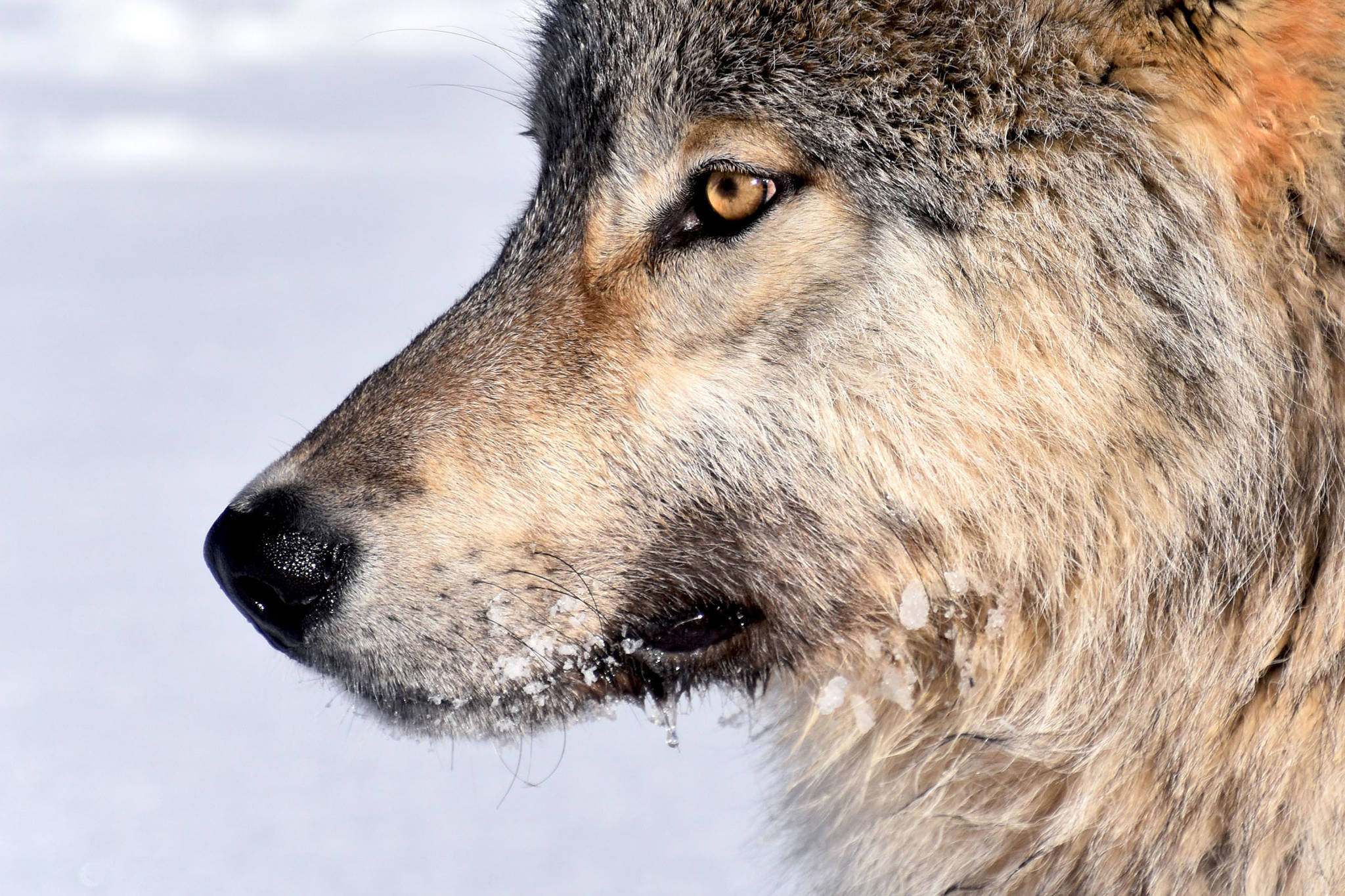 This photo shows a wolf in Yukon-Charley Rivers National Park and Preserve(Courtesy Photo / Mathew Sorum)