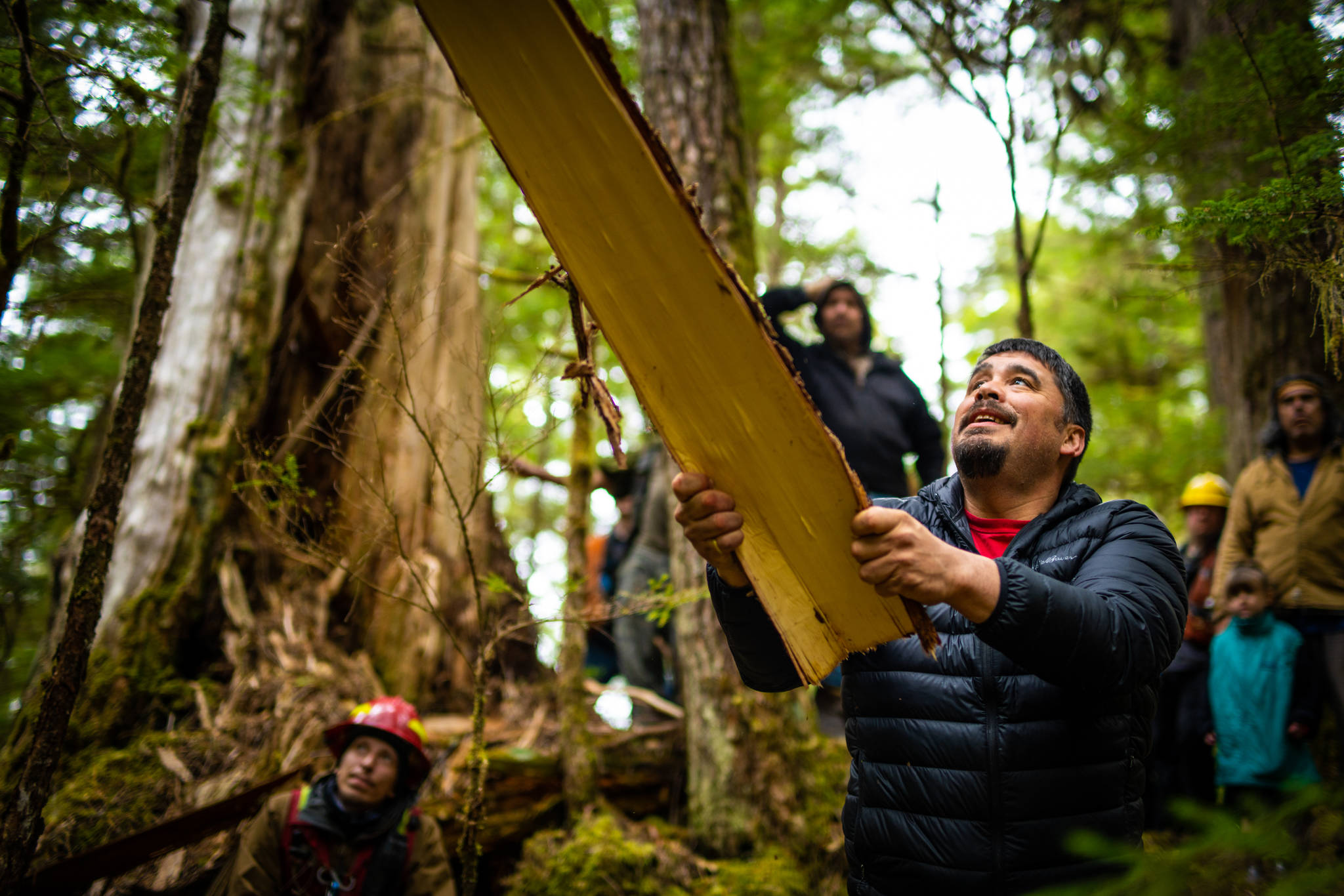 Anthony Christianson, Hydaburg mayor and leader of the Hydaburg Cooperative Association’s Natural Resource department, harvests cedar bark during a demonstration with the United States Forest Service, artists, Sealaska and more. (Courtesy Photo / Bethany Sonsini Goodrich)