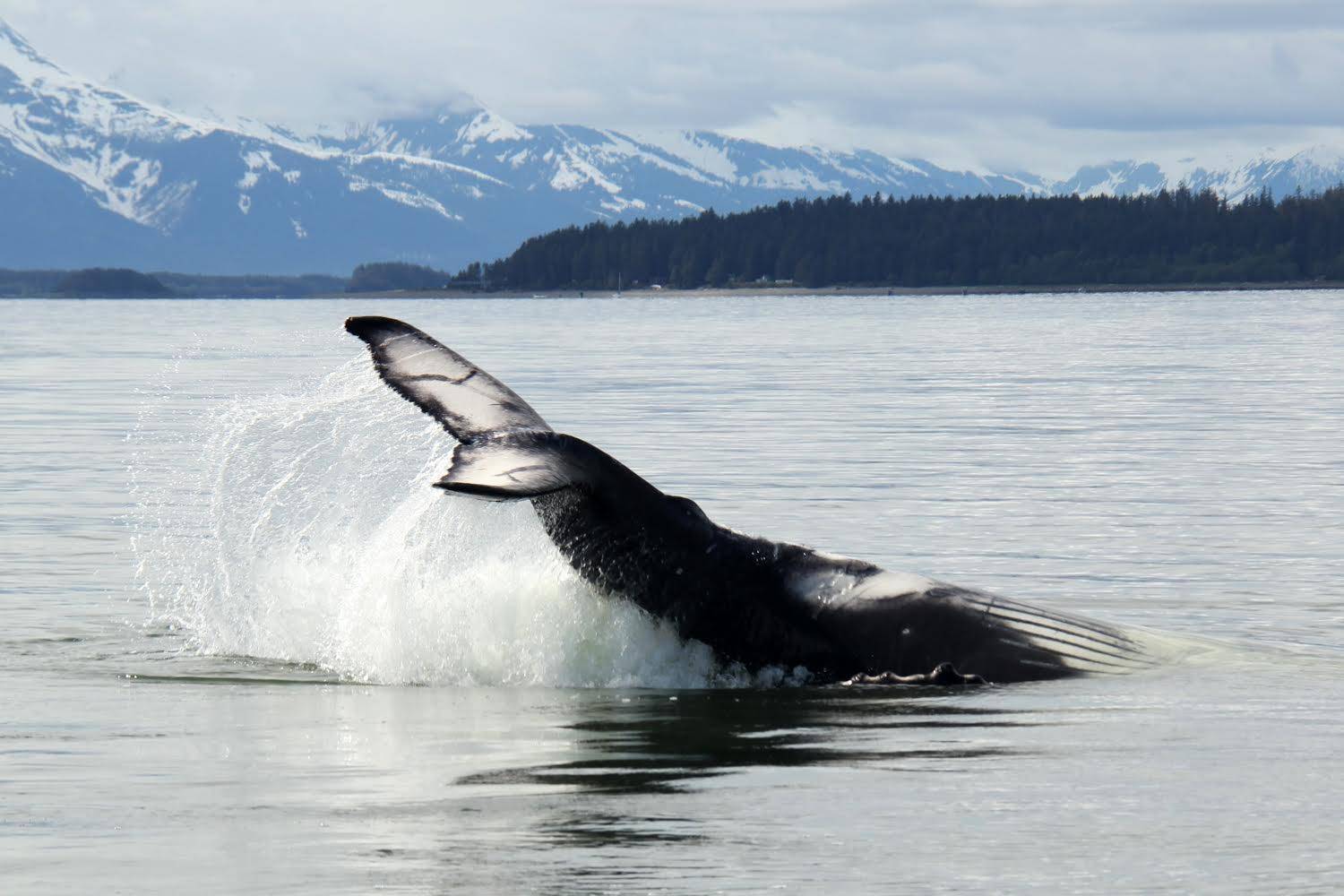 Baby humpback whale playing just West of Portland Island in Juneau last Monday. (Courtesy Photo / Kristin Stekoll)