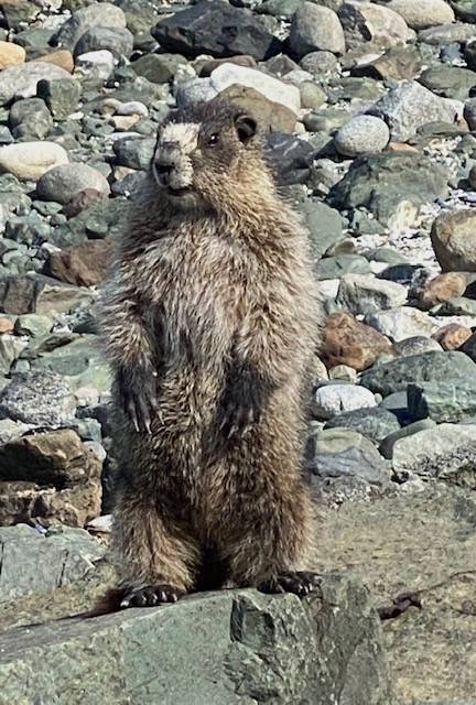 A curious marmot out at the Shrine of St. Therese seen on May 17, 2021. (Courtesy Photo / Denise Carroll)