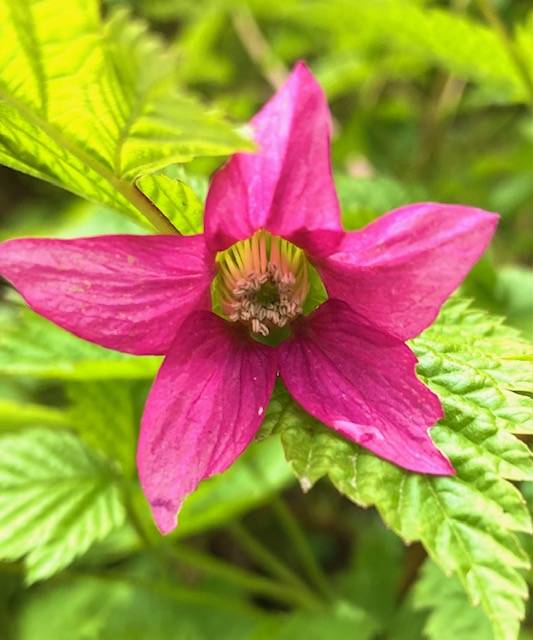 A salmonberry flower along Glacier Highway heralds the soon arrival of a delicious berry on May 22. (Courtesy Photo / Denise Carroll