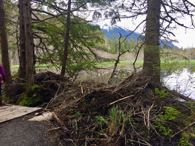 This May 27 photo shows a beaver dam near Outer Point. (Courtesy Photo / Sandy Williams)