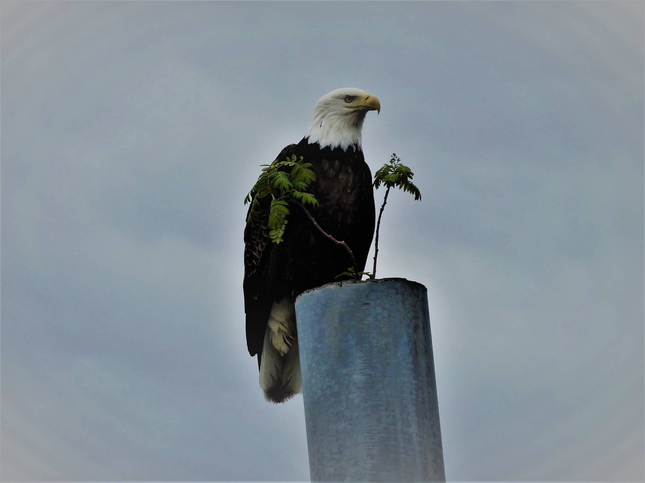 Adult bald eagle inspecting his mountain ash trees on top of a piling at Tee Harbor May 27, 2021. (Courtesy Photo / David Athearn)